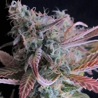 Nirvana - Raspberry Cough Auto