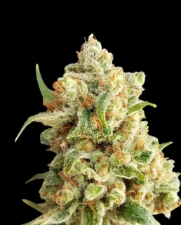 Vision Seeds - NY Diesel