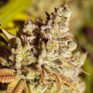 Vision Seeds - Vision Gorilla