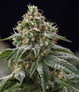 Vision Seeds - Big Bud