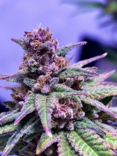 Vision Seeds - Blue Power
