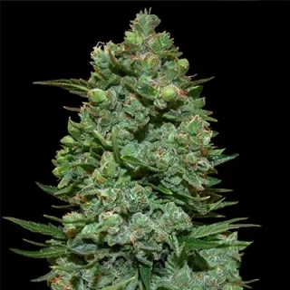 Vision Seeds - Dark Star x AK-49
