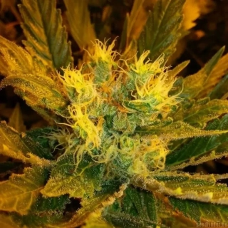 Vision Seeds - Jack Herer