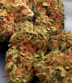 Vision Seeds - Mighty Mango Bud