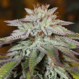 Vision Seeds - Northern Lights