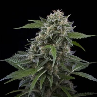 Vision Seeds - Tom Kush OG