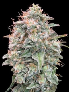 Vision Seeds - Vision Cookies