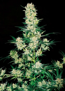 Vision Seeds - AK-49