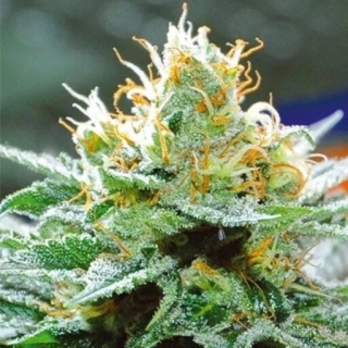 Vision Seeds - Amnesia x Buddha Kush