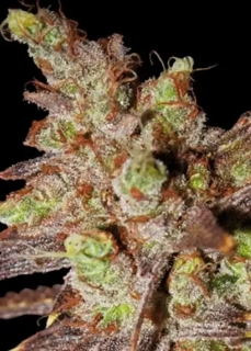 Vision Seeds - Choco Bud
