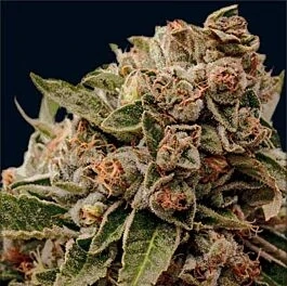 Vision Seeds - Lambs Breath x AK-49