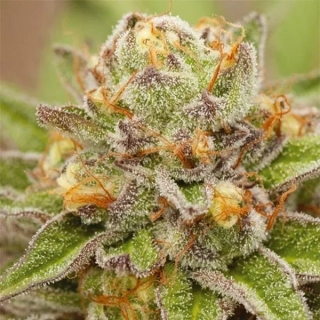 Vision Seeds - Pure Gelato