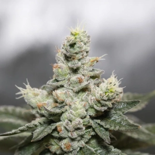 Vision Seeds - Silver Haze