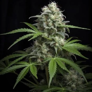 Vision Seeds - Supreme Lemon
