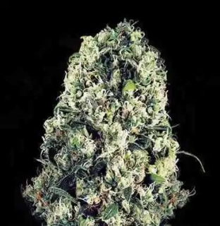 Vision Seeds - Amnesia Haze Auto