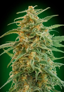 Vision Seeds - Vision Gorilla Auto