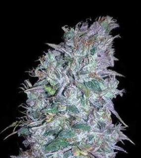 Vision Seeds - Blueberry Bliss Auto