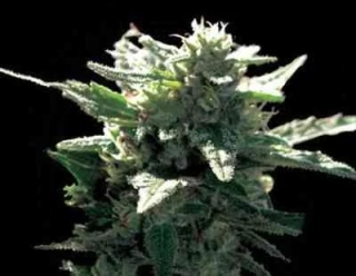 Vision Seeds - La Blanca Gold Auto
