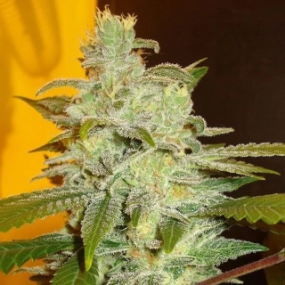 Vision Seeds - Northern Lights Auto