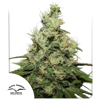 Dutch Passion Masterkush