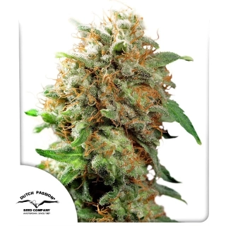 Dutch Passion Mazar 10ks Regular