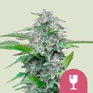 Royal Queen Seeds Critical