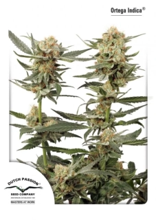 Dutch Passion Ortega Indica
