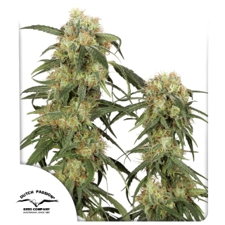 Dutch Passion Pamir Gold
