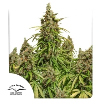 Dutch Passion Power Plant 10ks Regular