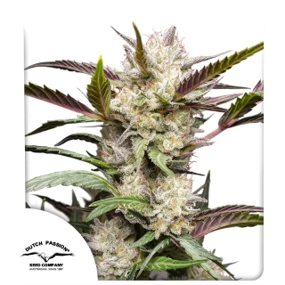 Dutch Passion Purple #1 10ks Regular