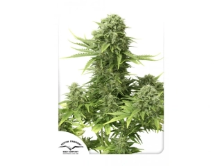 Dutch Passion StarRyder Autoflowering