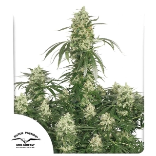 Dutch Passion The Ultimate