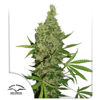 Dutch Passion The Ultimate x White Widow 10ks Regular