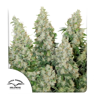 Dutch Passion Think Different Autoflowering