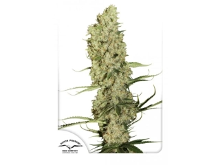 Dutch Passion Twilight