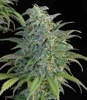 Sensi Seeds Big Bud