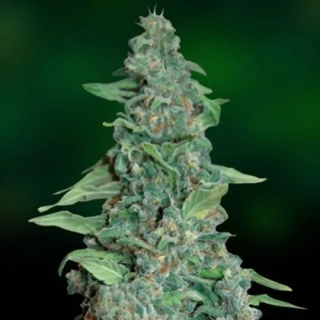 Barney´s Farm Honey B