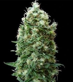 Barney´s Farm Phatt Fruity