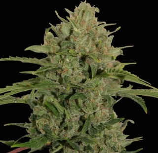Barney´s Farm Sweet Tooth Auto