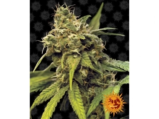 Barney´s Farm Utopia Haze 10ks