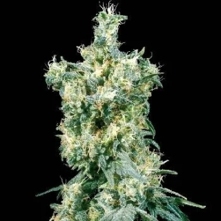 Sensi Seeds American Dream 10ks Regular