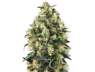 Sensi Seeds Early Girl 10ks Regular