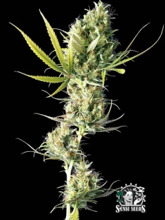 Sensi Seeds Durban 10 Ks Regular