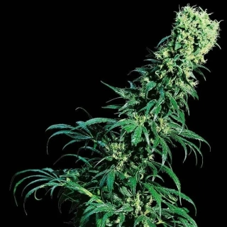Sensi Seeds Early Pearl 10ks Regular