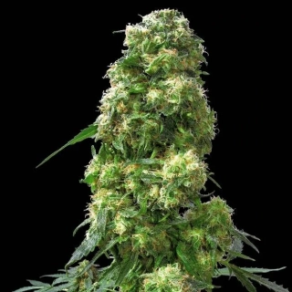 Sensi Seeds Early Skunk