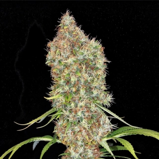 Sensi Seeds Ed Rosenthal Super Bud 10 Ks Regular