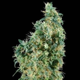 Sensi Seeds First Lady 10 Ks Regular