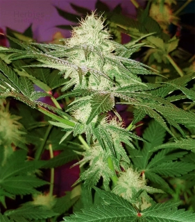 Sensi Seeds Four Way 10 Ks Regular