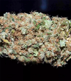 Sensi Seeds Fruity Juice 10ks Regular