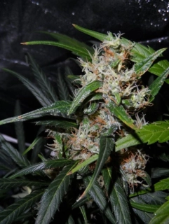 Sensi Seeds Guerrilla's Gusto 10ks Regular